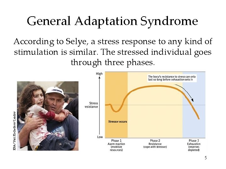 General Adaptation Syndrome EPA/ Yuri Kochetkov/ Landov According to Selye, a stress response to