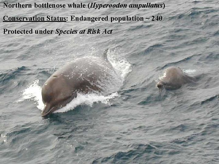 Northern bottlenose whale (Hyperoodon ampullatus) Conservation Status: Endangered population ~ 240 Protected under Species