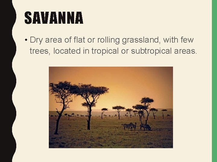 SAVANNA • Dry area of flat or rolling grassland, with few trees, located in