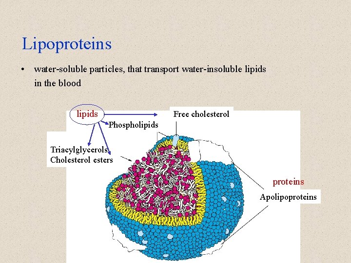 Lipoproteins • water-soluble particles, that transport water-insoluble lipids in the blood lipids Free cholesterol