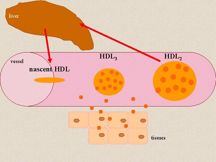 liver HDL 3 vessel HDL 2 nascent HDL tissues 