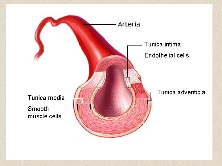 Tunica intima Endothelial cells Tunica media Smooth muscle cells Tunica adventicia 