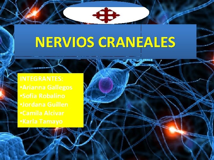 NERVIOS CRANEALES INTEGRANTES: • Arianna Gallegos • Sofia Robalino • Jordana Guillen • Camila