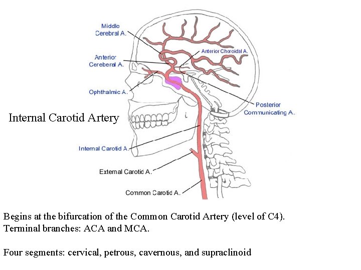 Internal Carotid Artery Begins at the bifurcation of the Common Carotid Artery (level of