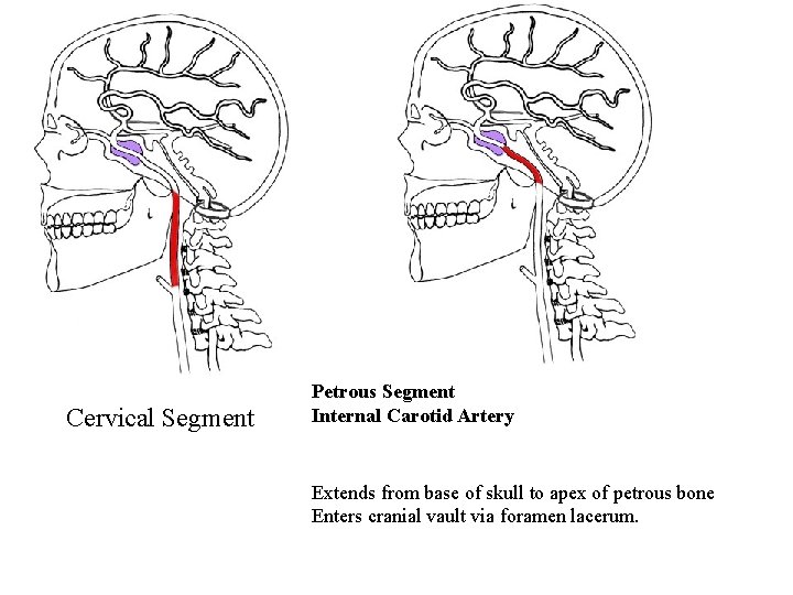 Cervical Segment Petrous Segment Internal Carotid Artery Extends from base of skull to apex