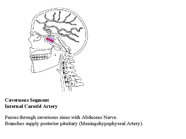 Cavernous Segment Internal Carotid Artery Passes through cavernous sinus with Abducens Nerve. Branches supply