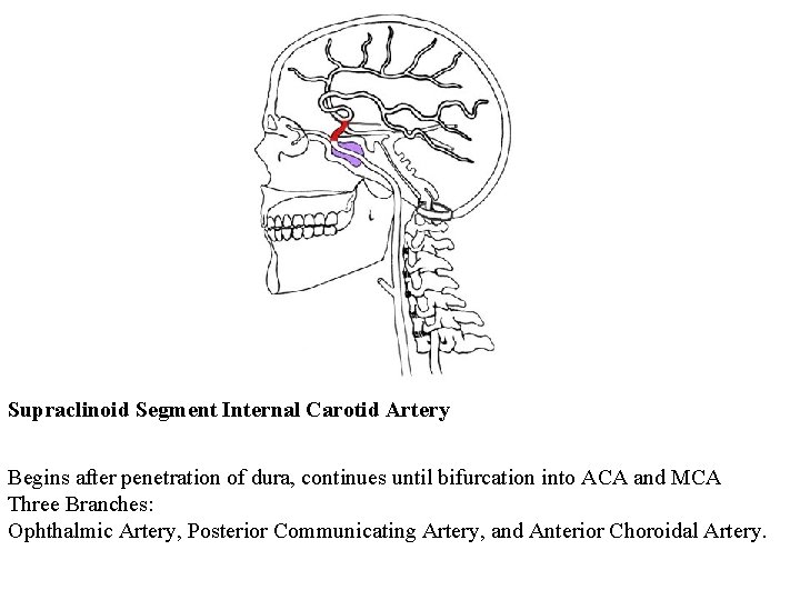 Supraclinoid Segment Internal Carotid Artery Begins after penetration of dura, continues until bifurcation into