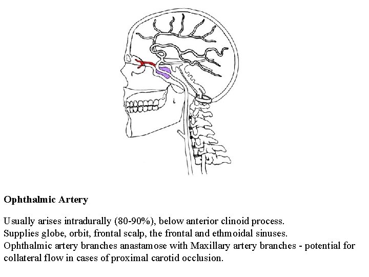 Ophthalmic Artery Usually arises intradurally (80 -90%), below anterior clinoid process. Supplies globe, orbit,