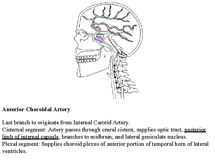 Anterior Choroidal Artery Last branch to originate from Internal Carotid Artery. Cisternal segment: Artery