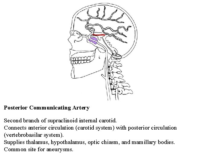 Posterior Communicating Artery Second branch of supraclinoid internal carotid. Connects anterior circulation (carotid system)