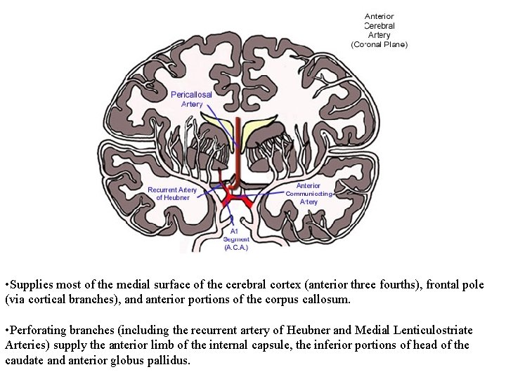  • Supplies most of the medial surface of the cerebral cortex (anterior three