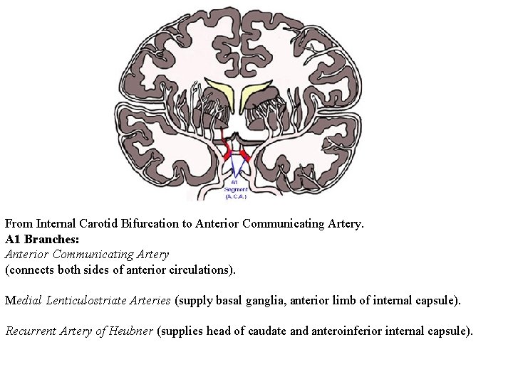 From Internal Carotid Bifurcation to Anterior Communicating Artery. A 1 Branches: Anterior Communicating Artery