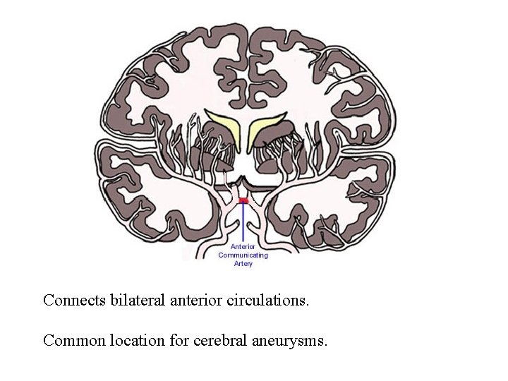 Connects bilateral anterior circulations. Common location for cerebral aneurysms. 