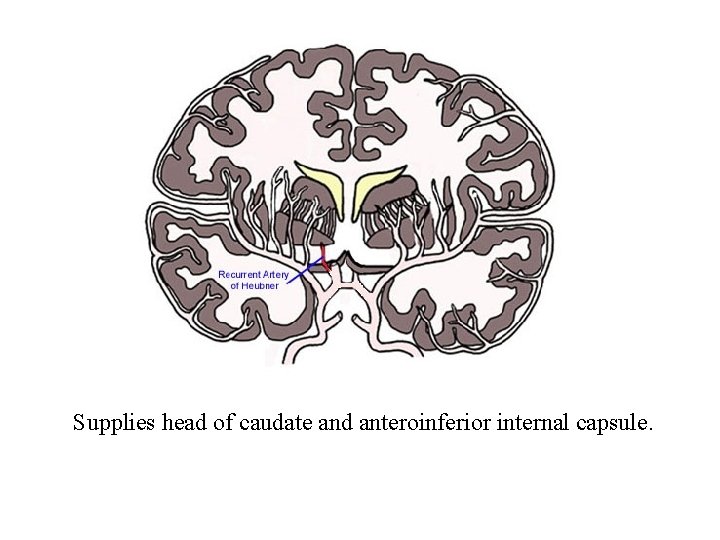 Supplies head of caudate and anteroinferior internal capsule. 