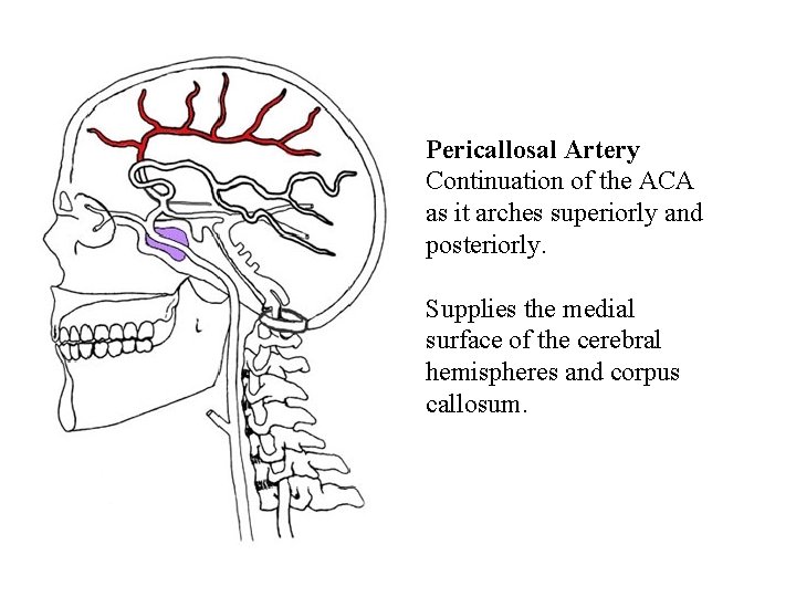 Pericallosal Artery Continuation of the ACA as it arches superiorly and posteriorly. Supplies the