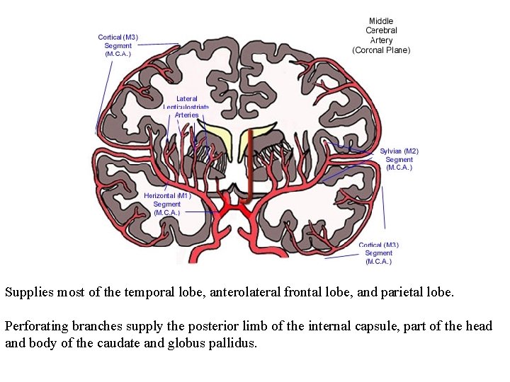Supplies most of the temporal lobe, anterolateral frontal lobe, and parietal lobe. Perforating branches