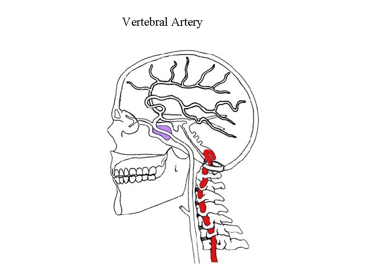 Vertebral Artery 
