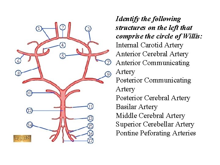 Identify the following structures on the left that comprise the circle of Willis: Internal