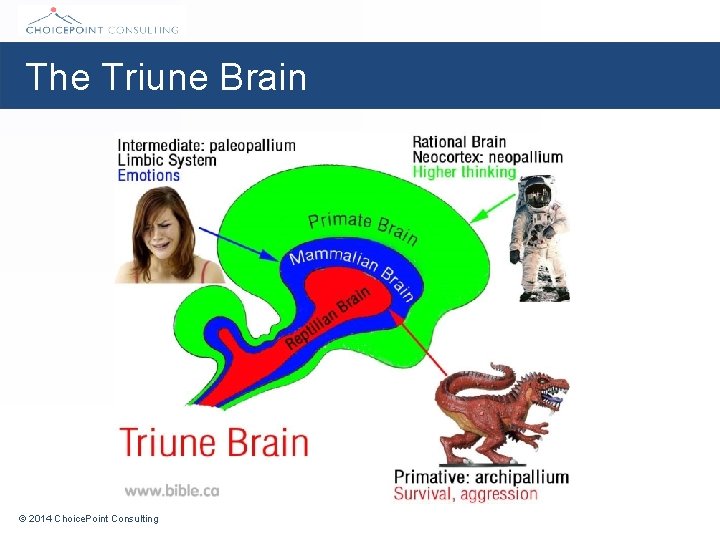 The Triune Brain © 2014 Choice. Point Consulting 