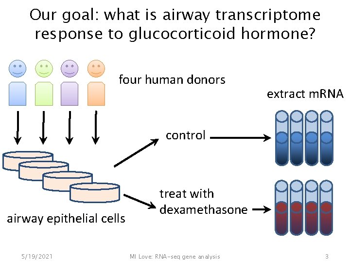 Our goal: what is airway transcriptome response to glucocorticoid hormone? four human donors extract