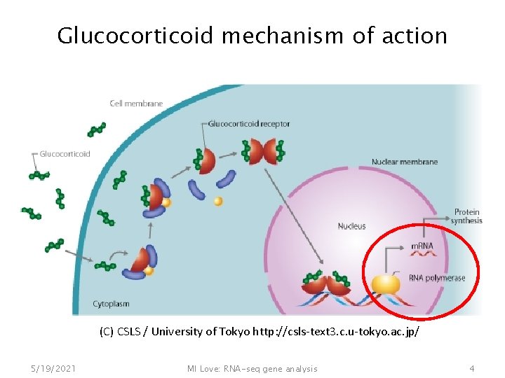Glucocorticoid mechanism of action (C) CSLS / University of Tokyo http: //csls-text 3. c.
