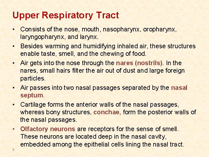 Upper Respiratory Tract • Consists of the nose, mouth, nasopharynx, oropharynx, laryngopharynx, and larynx. Upper Respiratory Tract • Consists of the nose, mouth, nasopharynx, oropharynx, laryngopharynx, and larynx.
