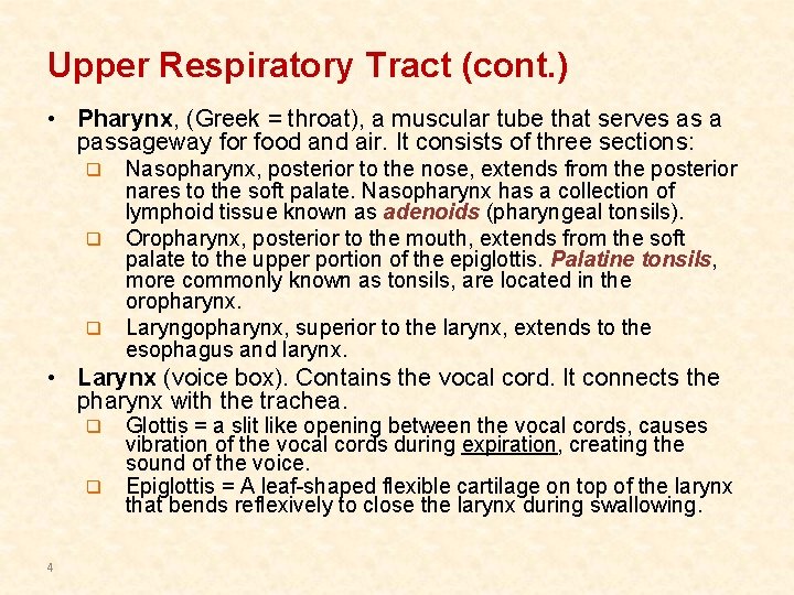 Upper Respiratory Tract (cont. ) • Pharynx, (Greek = throat), a muscular tube that Upper Respiratory Tract (cont. ) • Pharynx, (Greek = throat), a muscular tube that