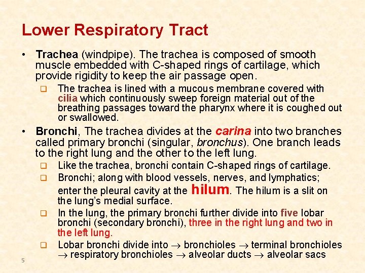 Lower Respiratory Tract • Trachea (windpipe). The trachea is composed of smooth muscle embedded Lower Respiratory Tract • Trachea (windpipe). The trachea is composed of smooth muscle embedded