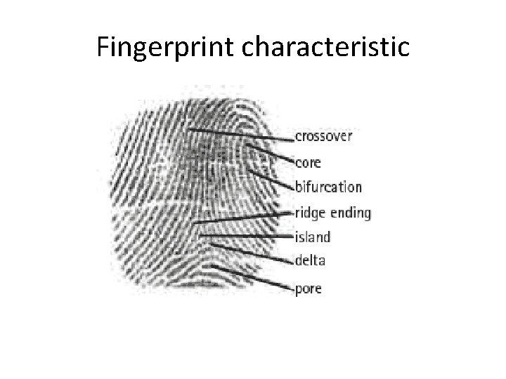 Fingerprint characteristic 