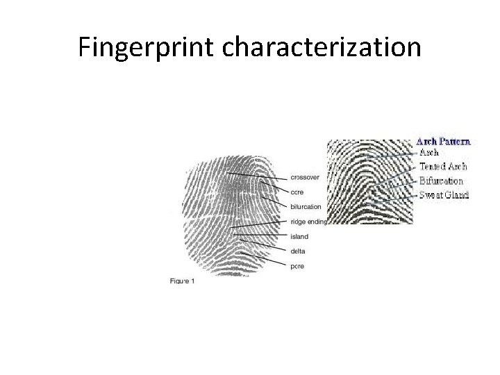 Fingerprint characterization 