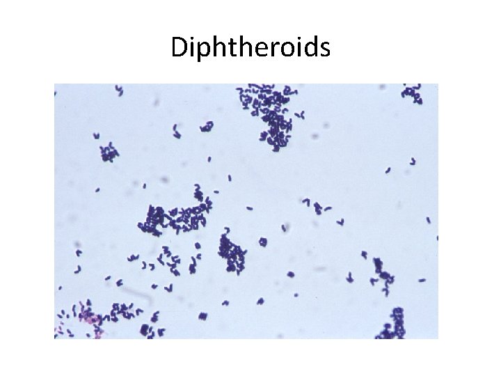 Diphtheroids 