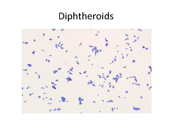 Diphtheroids 