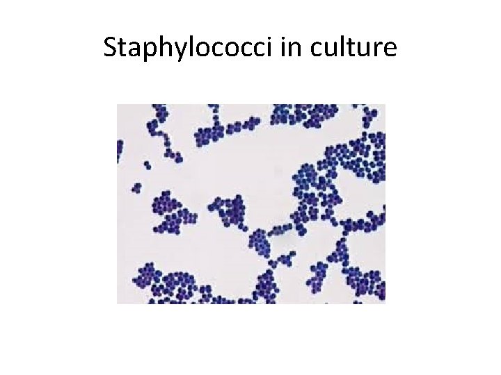 Staphylococci in culture 