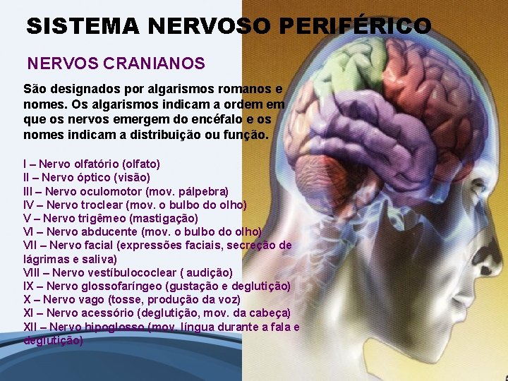 SISTEMA NERVOSO PERIFÉRICO NERVOS CRANIANOS São designados por algarismos romanos e nomes. Os algarismos