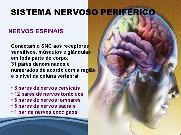 SISTEMA NERVOSO PERIFÉRICO NERVOS ESPINAIS Conectam o SNC aos receptores sensitivos, músculos e glândulas