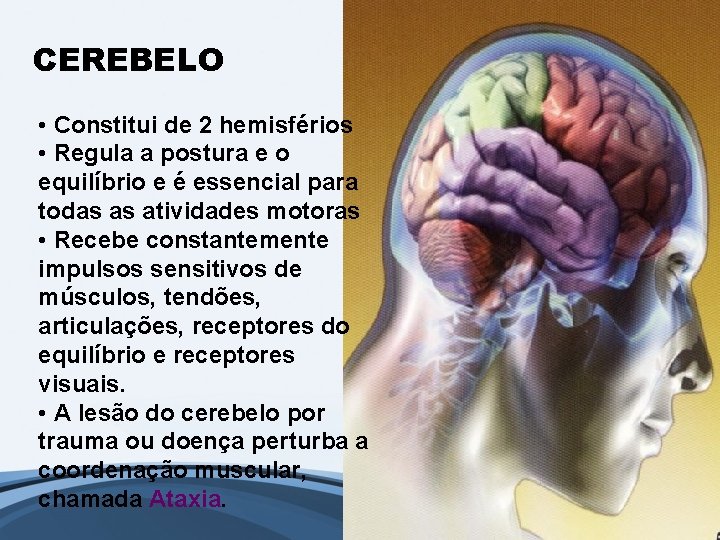 CEREBELO • Constitui de 2 hemisférios • Regula a postura e o equilíbrio e