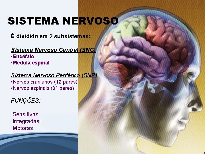 SISTEMA NERVOSO É dividido em 2 subsistemas: Sistema Nervoso Central (SNC) • Encéfalo •