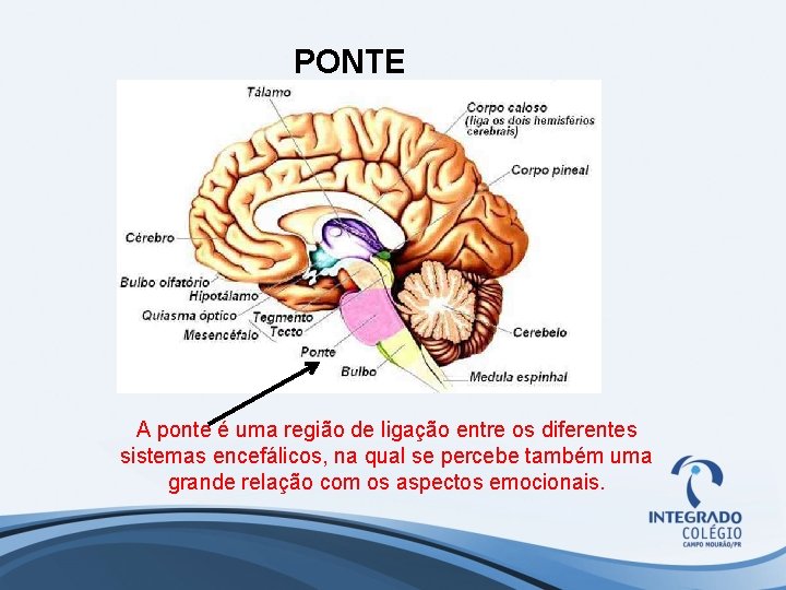 PONTE A ponte é uma região de ligação entre os diferentes sistemas encefálicos, na