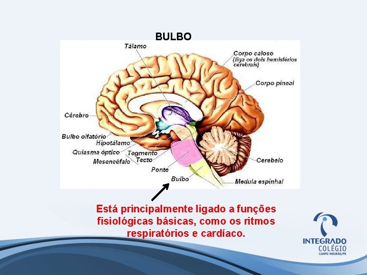 BULBO Está principalmente ligado a funções fisiológicas básicas, como os ritmos respiratórios e cardíaco.