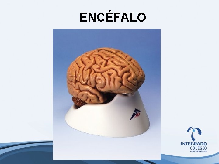 ENCÉFALO 