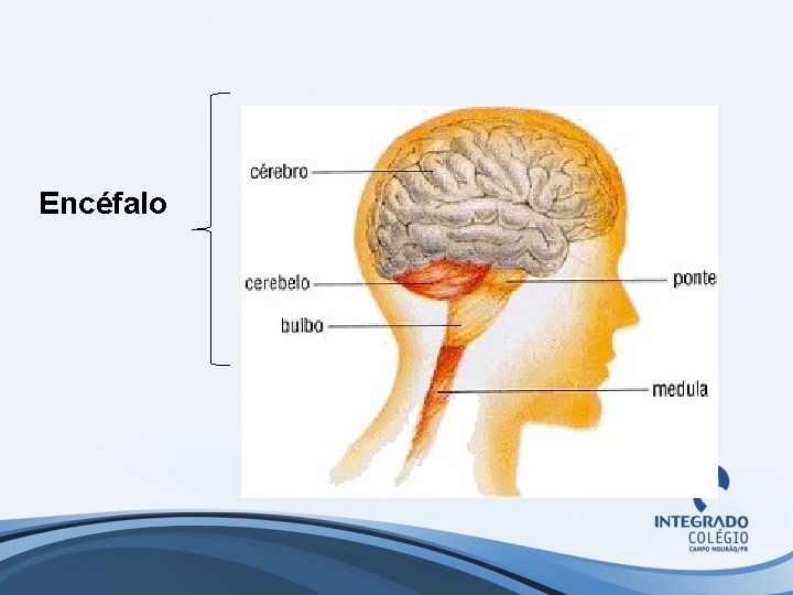 Encéfalo 