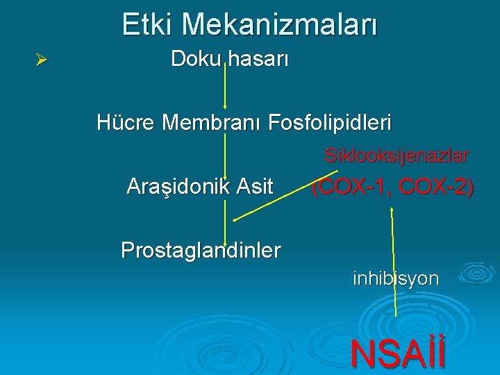 Etki Mekanizmaları Ø Doku hasarı Hücre Membranı Fosfolipidleri Siklooksijenazlar Araşidonik Asit (COX-1, COX-2) Prostaglandinler