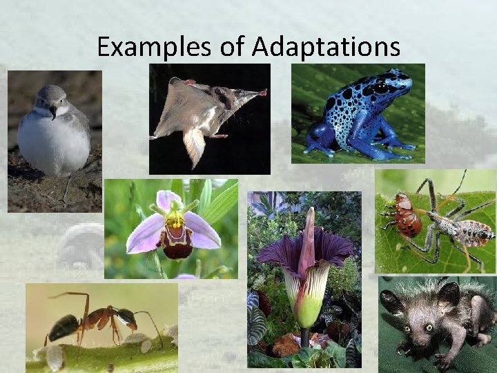 Examples of Adaptations 