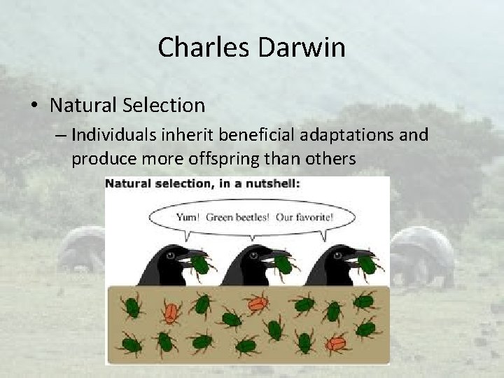 Charles Darwin • Natural Selection – Individuals inherit beneficial adaptations and produce more offspring