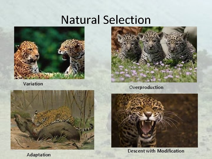 Natural Selection Variation Adaptation Overproduction Descent with Modification 