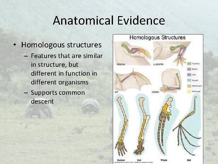 Anatomical Evidence • Homologous structures – Features that are similar in structure, but different