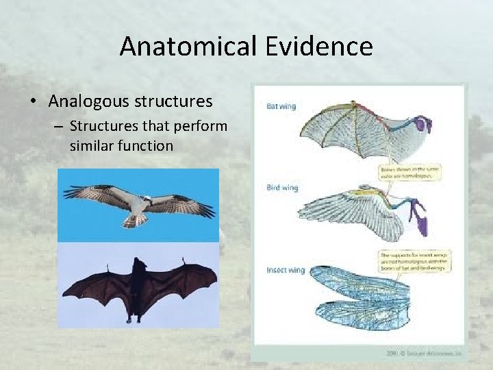 Anatomical Evidence • Analogous structures – Structures that perform similar function 