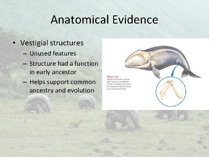 Anatomical Evidence • Vestigial structures – Unused features – Structure had a function in