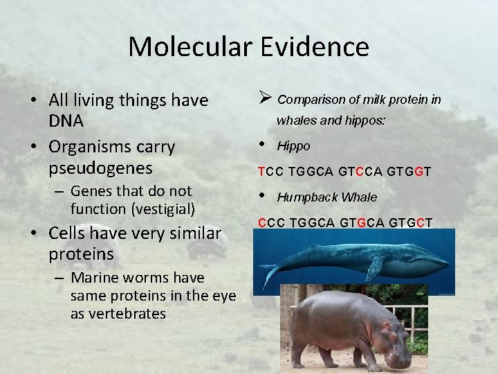 Molecular Evidence • All living things have DNA • Organisms carry pseudogenes – Genes