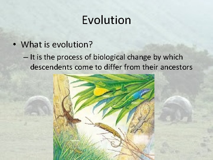 Evolution • What is evolution? – It is the process of biological change by